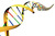 Dna_500[1]_tiny